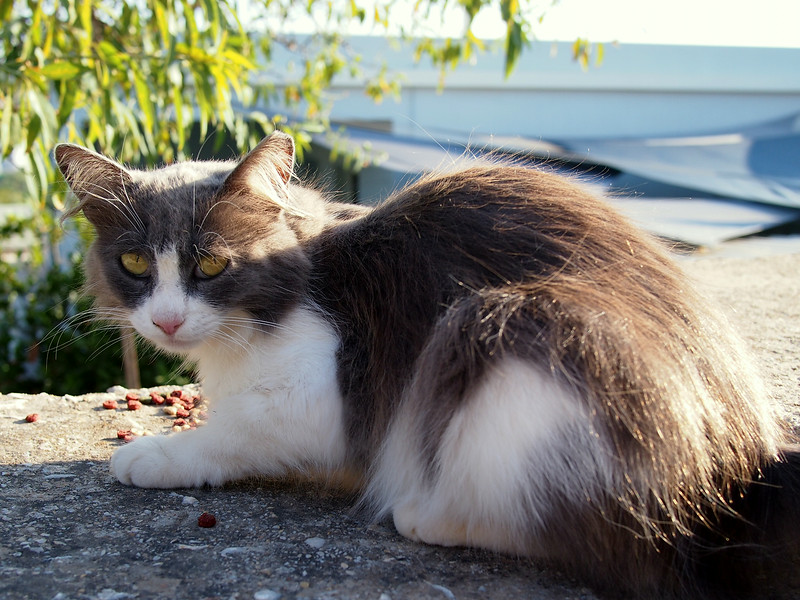 Long Hair Aegean Cat Sitting