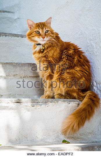Long Hair Orange Cat Sitting On Stairs