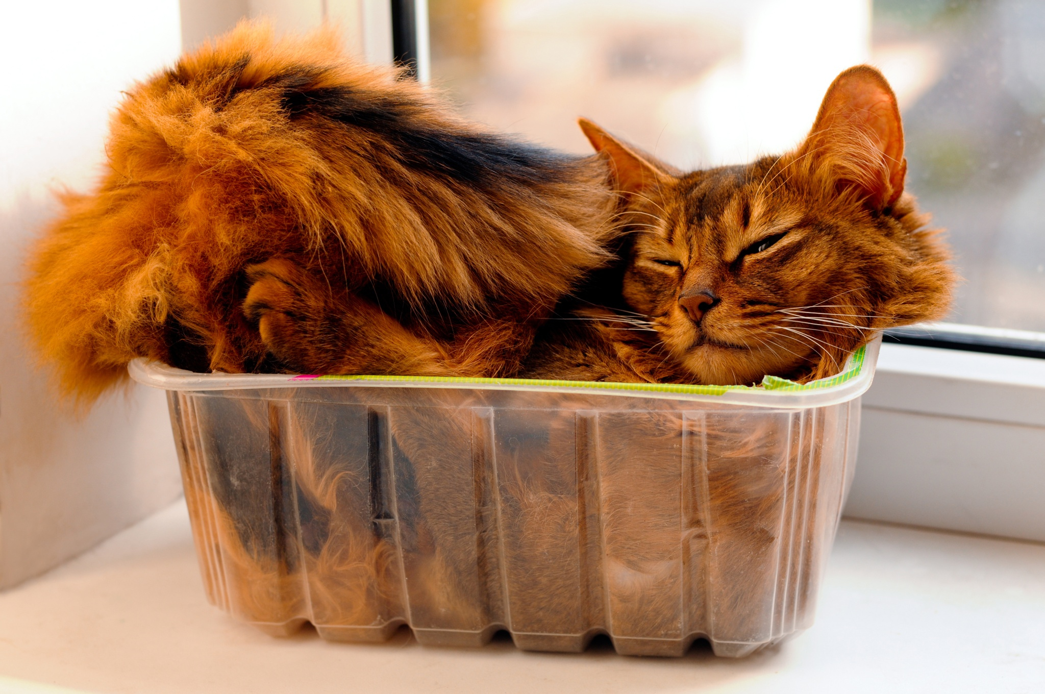 Long Hair Orange Somali Cat Sleeping In Basket