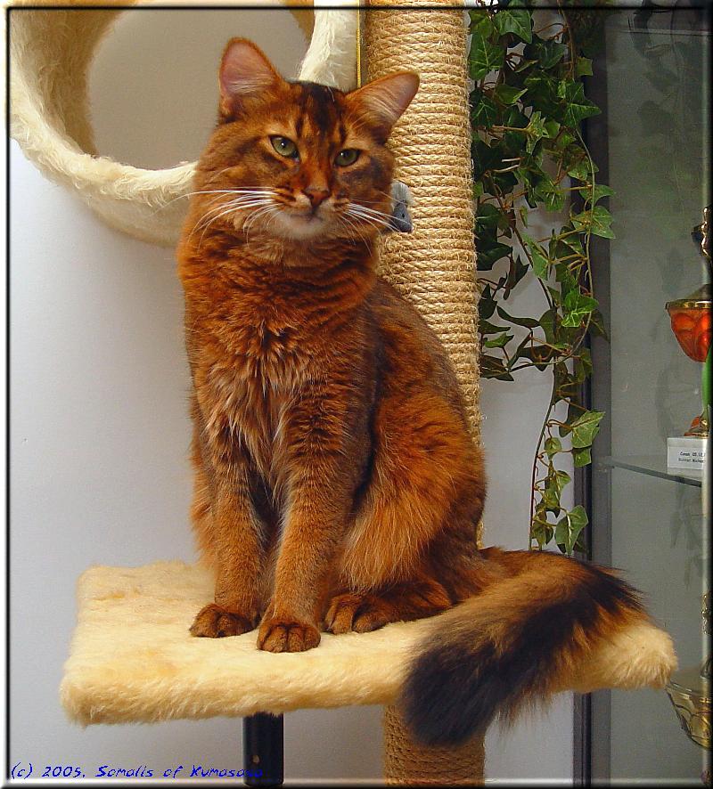 Long Hair Red Somali Cat Sitting On Table
