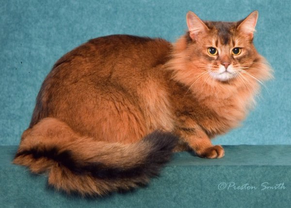Long Hair Red Somali Cat Sitting