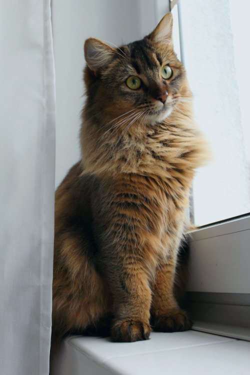 Long Hair Somali Cat Sitting Near Window