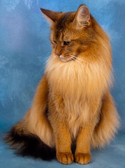 Long Hair Somali Cat Sitting Photo