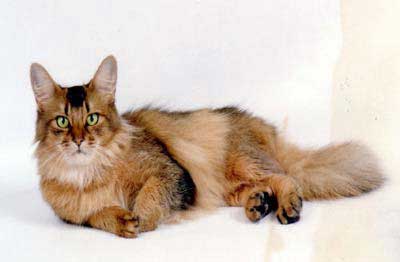 Long Hair Somali Cat