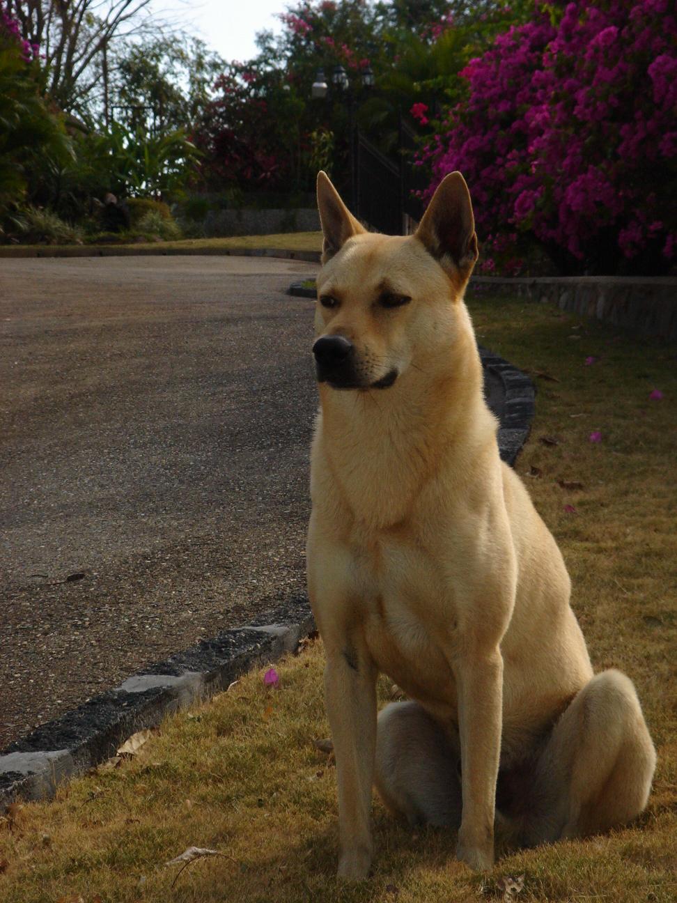 Lovely Full Grown Brown Canaan Dog