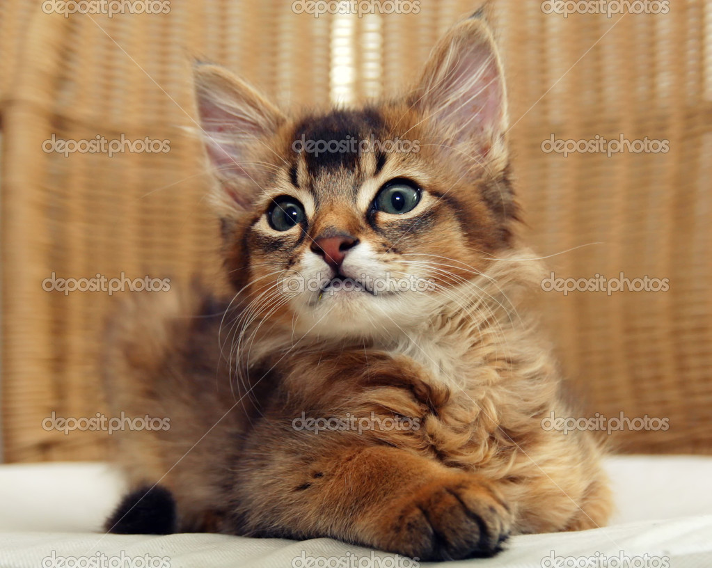 Lovely Somali Kitten Sitting