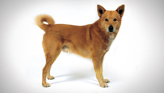 Male Brown Canaan Dog