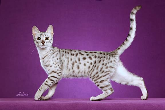 Most Beautiful Silver Egyptian Mau Cat Walking