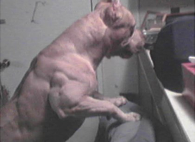 Muscular Dog Funny Picture