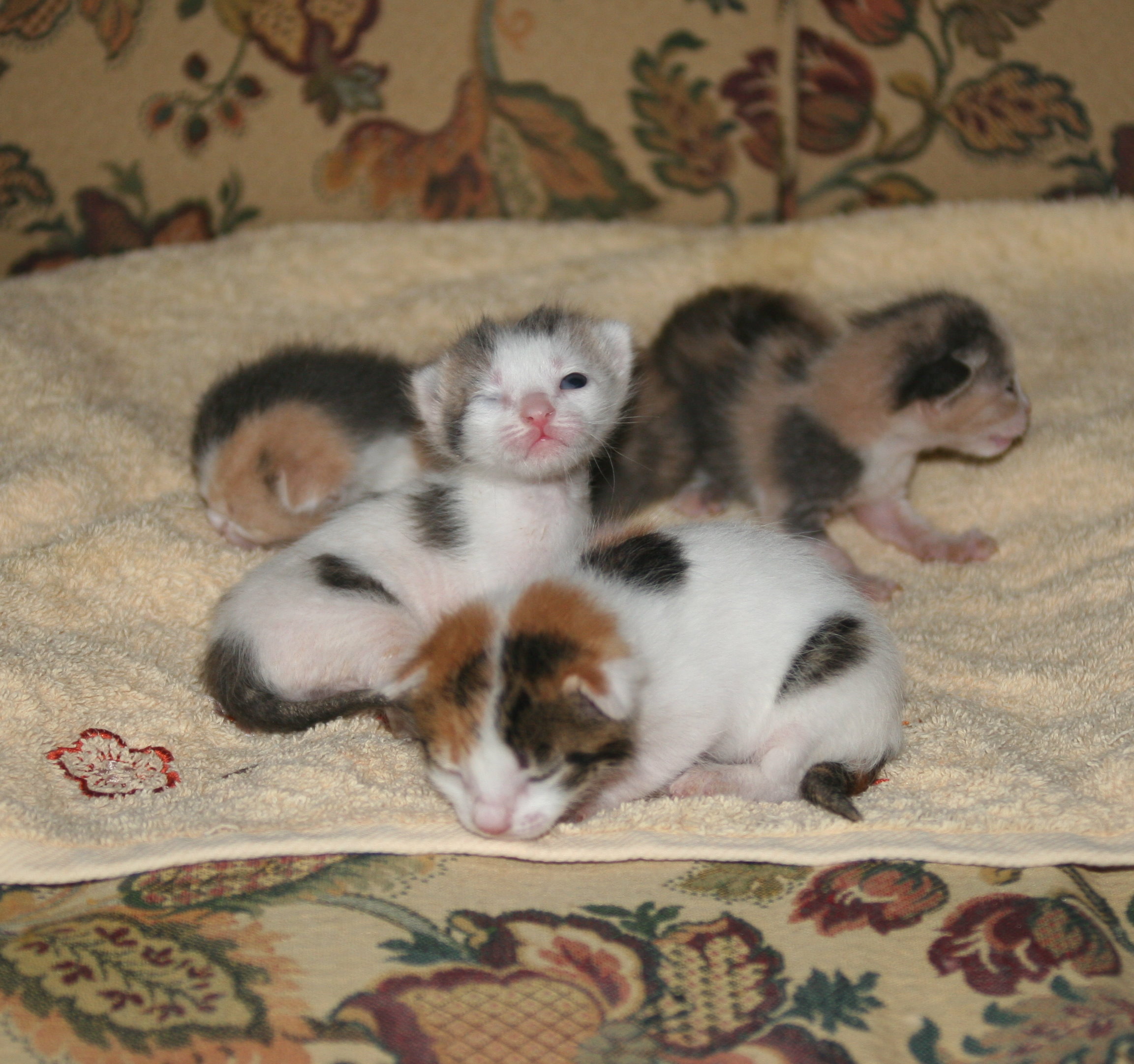New Born Aegean Kittens