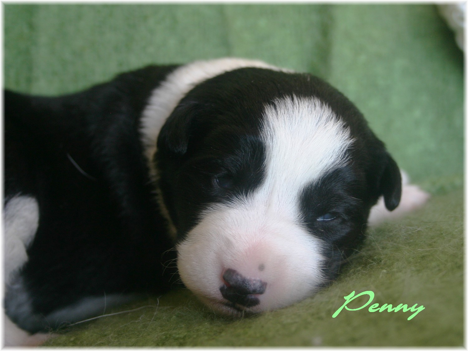 New Born Black And White Canaan Puppy