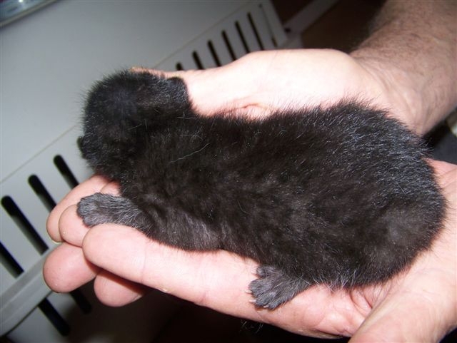 New Born Black Egyptian Mau Kitten On Hand