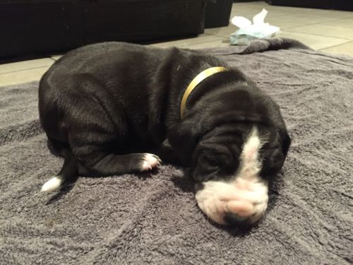 New Born Black Great Dane Puppy Sleeping