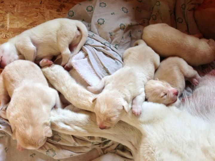 New Born Canaan Puppies Photo