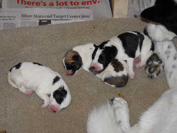 New Born Canaan Puppies Sleeping