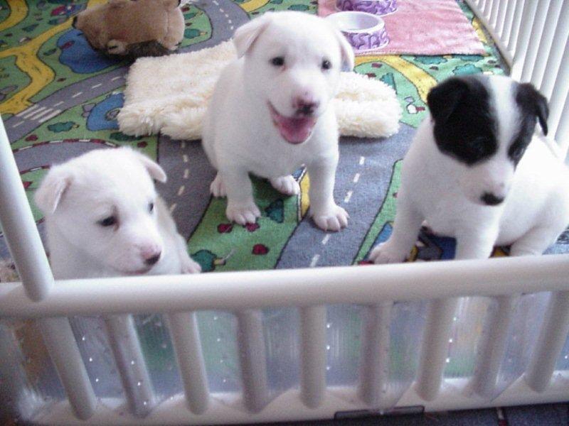 New Born Canaan Puppies