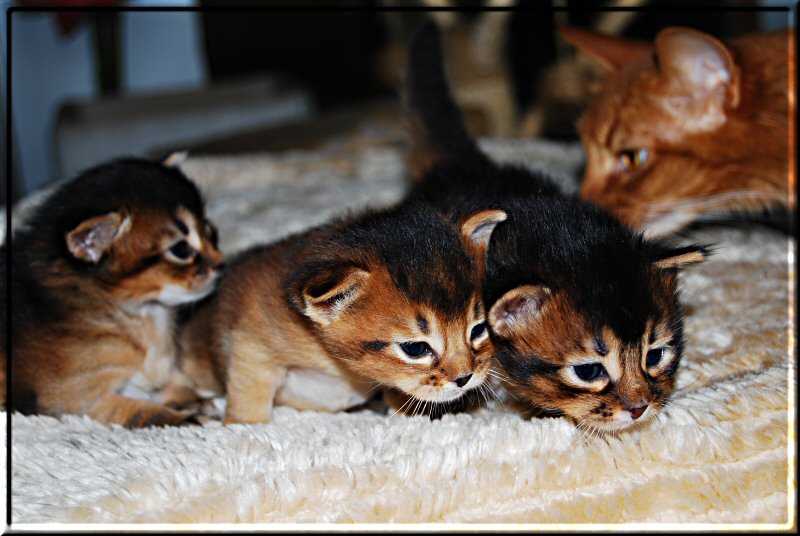 New Born Somali Kittens Picture
