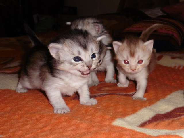 New Born Somali Kittens Walking On Bed