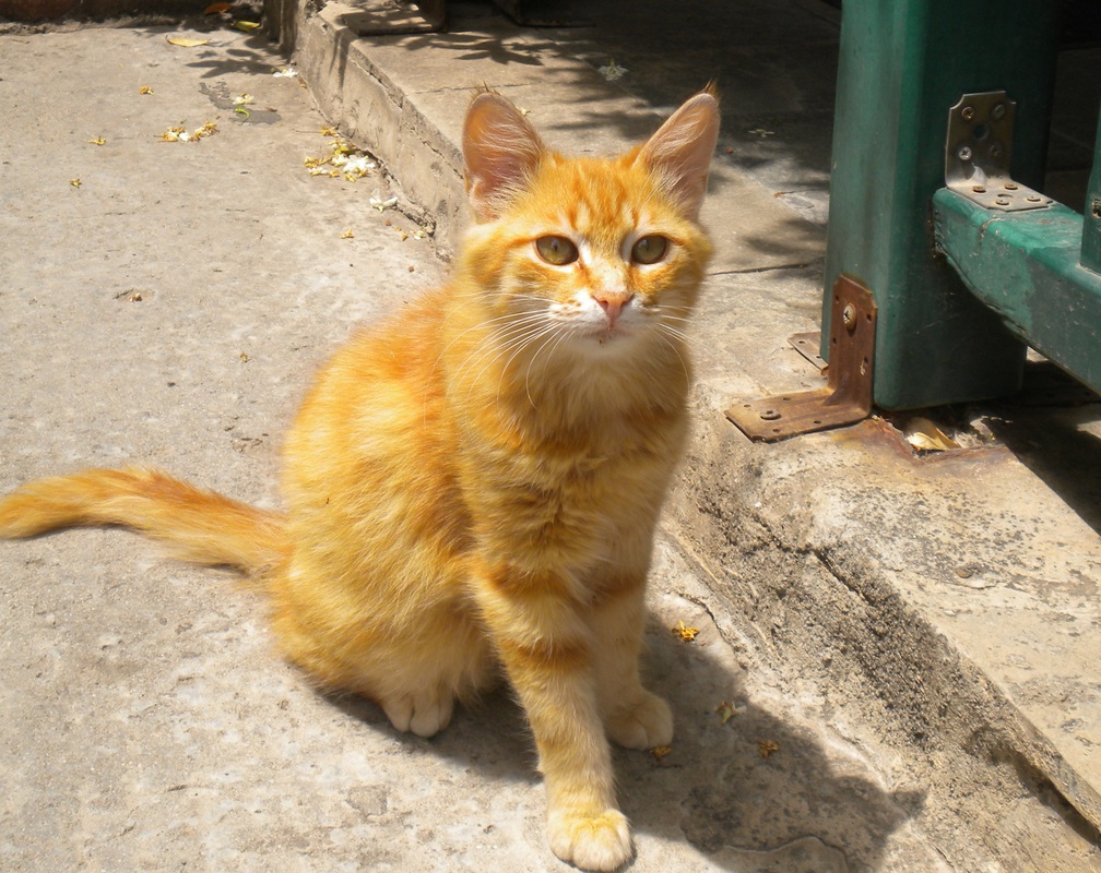 Orange Adult Aegean Cat Sitting On Road
