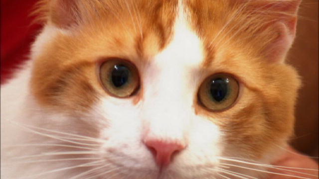 Orange Aegean Cat Face