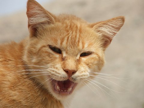 Orange Aegean Cat Picture