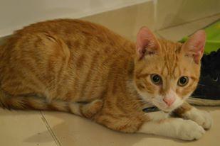 Orange Aegean Cat Sitting On Floor
