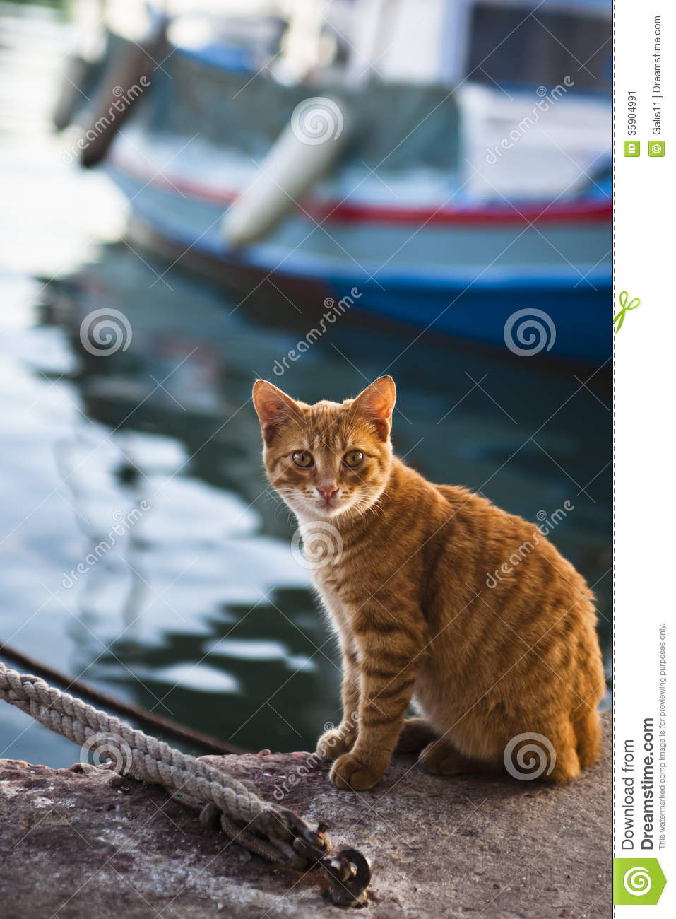 Orange Aegean Cat Sitting On River Bank