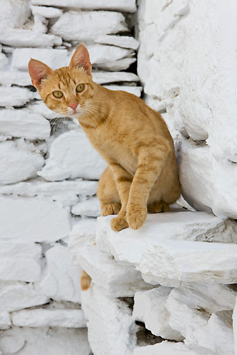 Orange Aegean Cat Sitting On White Stone Wall