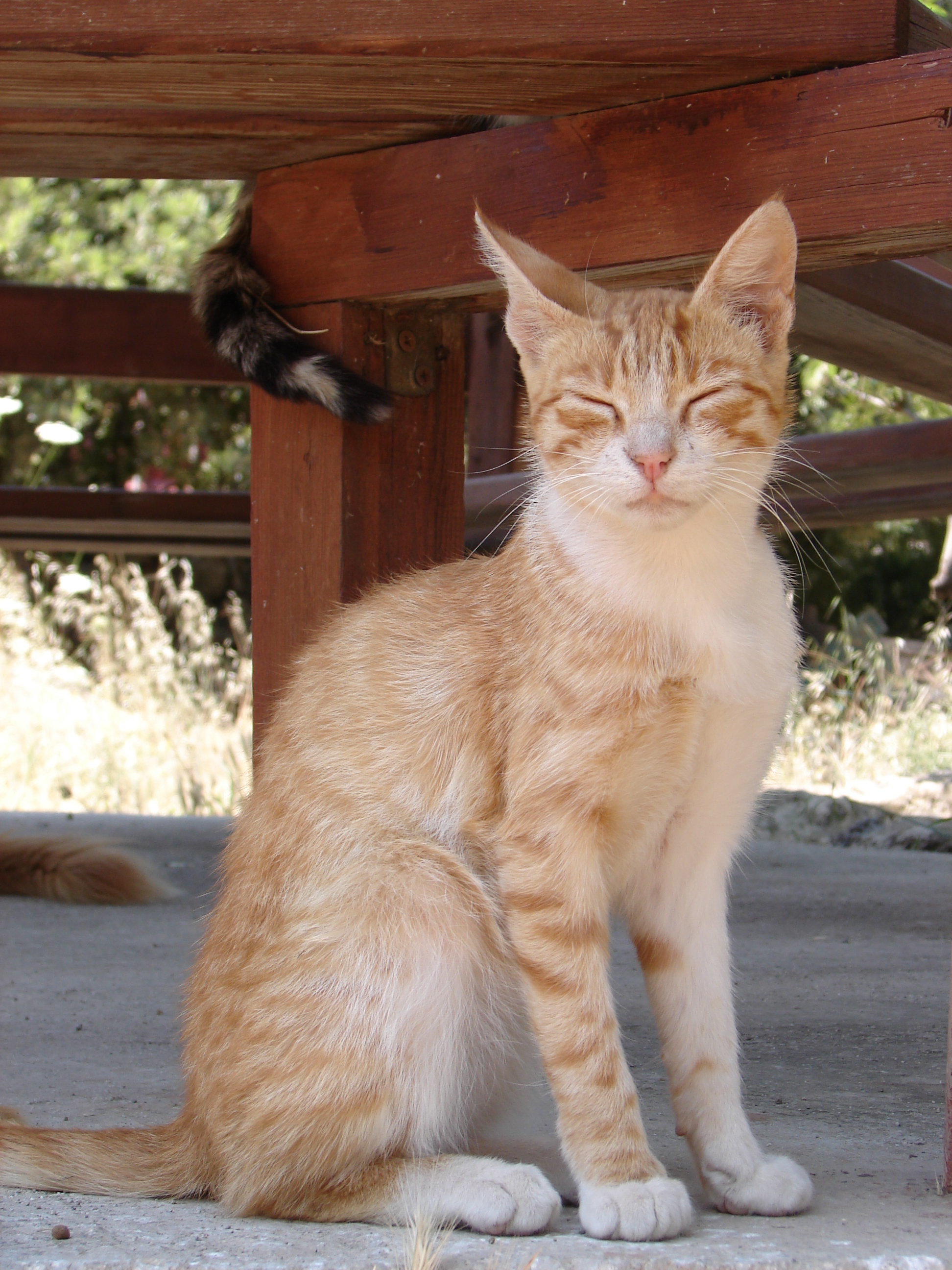 Orange Aegean Cat Sitting With Close Eyes