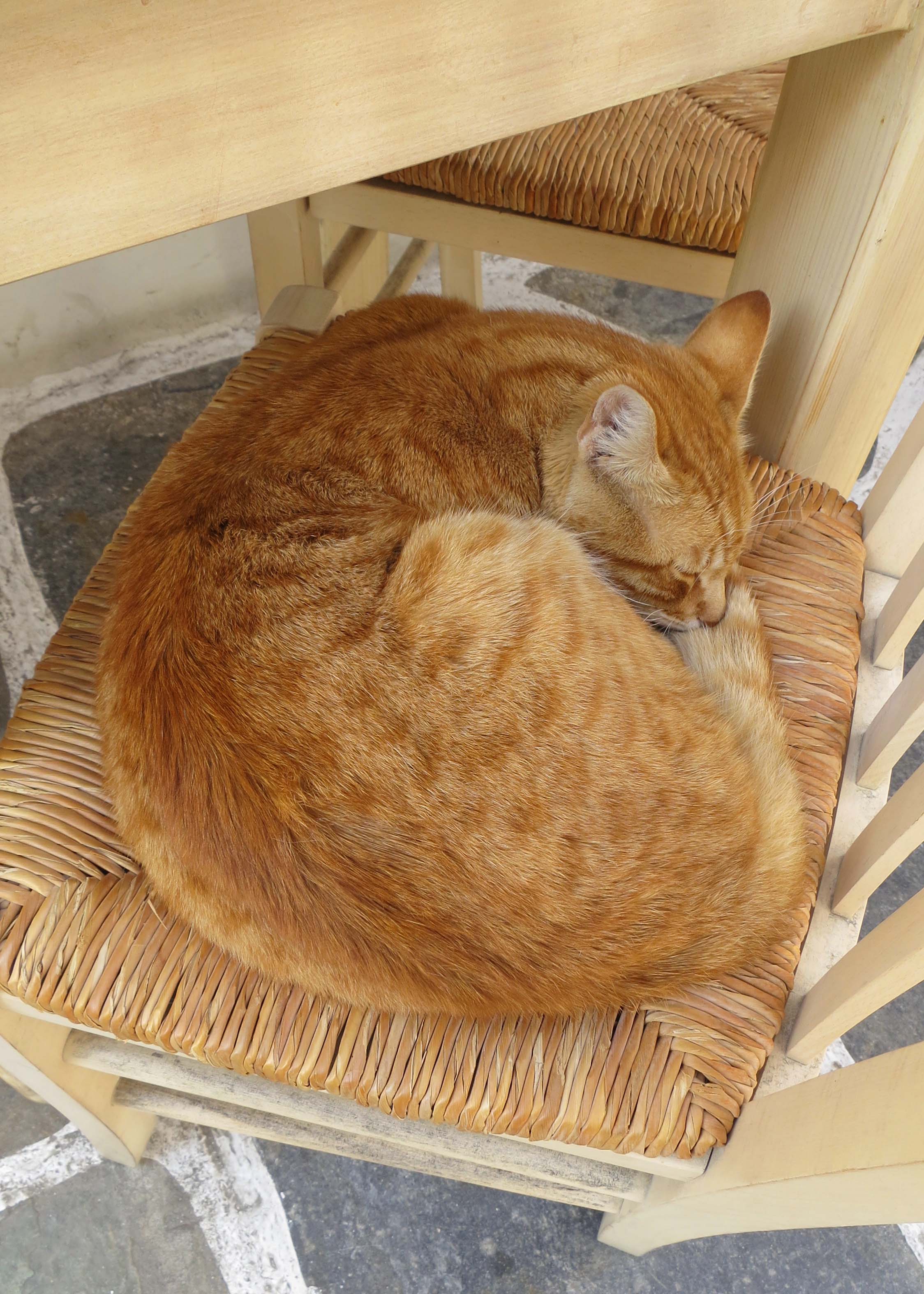 Orange Aegean Cat Sleeping