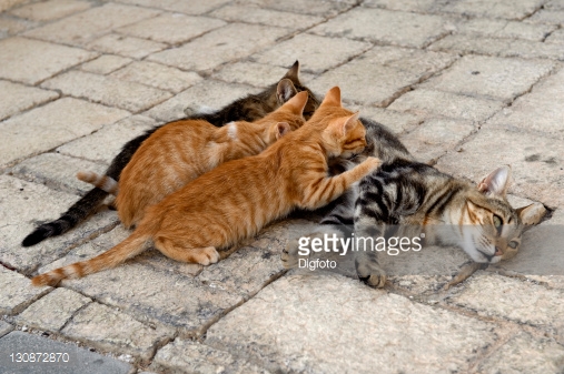 Orange Aegean Kittens