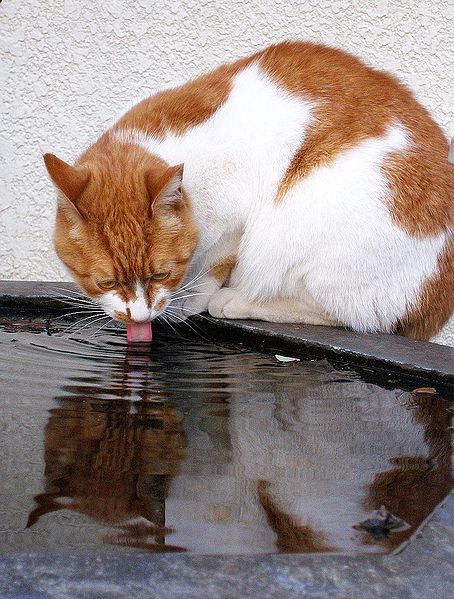 Orange And White Aegean Cat Drinking Water
