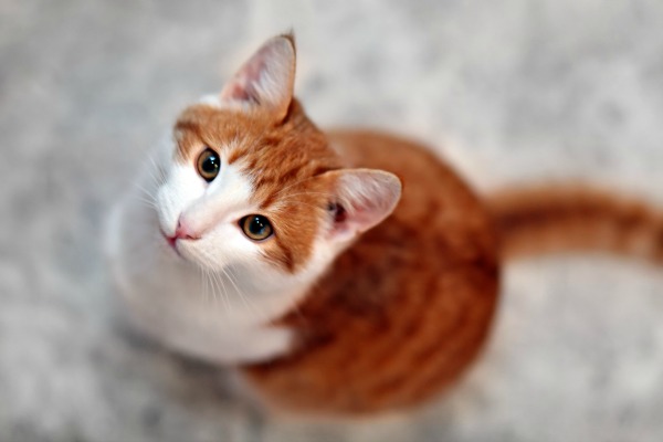 Orange And White Aegean Cat Looking Up