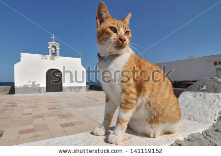 Orange And White Aegean Cat Sitting In Front Of Church
