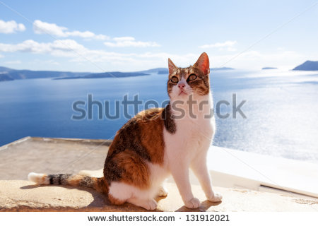 Orange And White Aegean Cat Sitting Photo