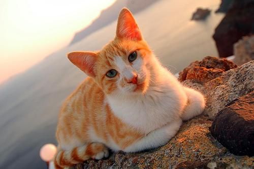 Orange And White Aegean Cat Sitting