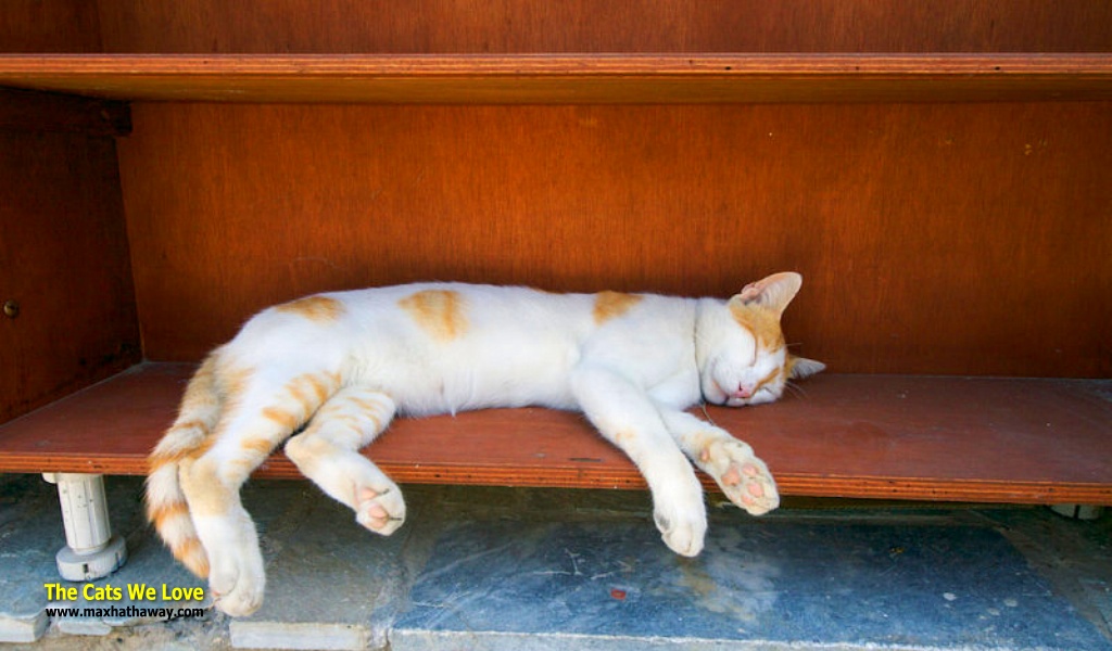 Orange And White Aegean Cat Sleeping