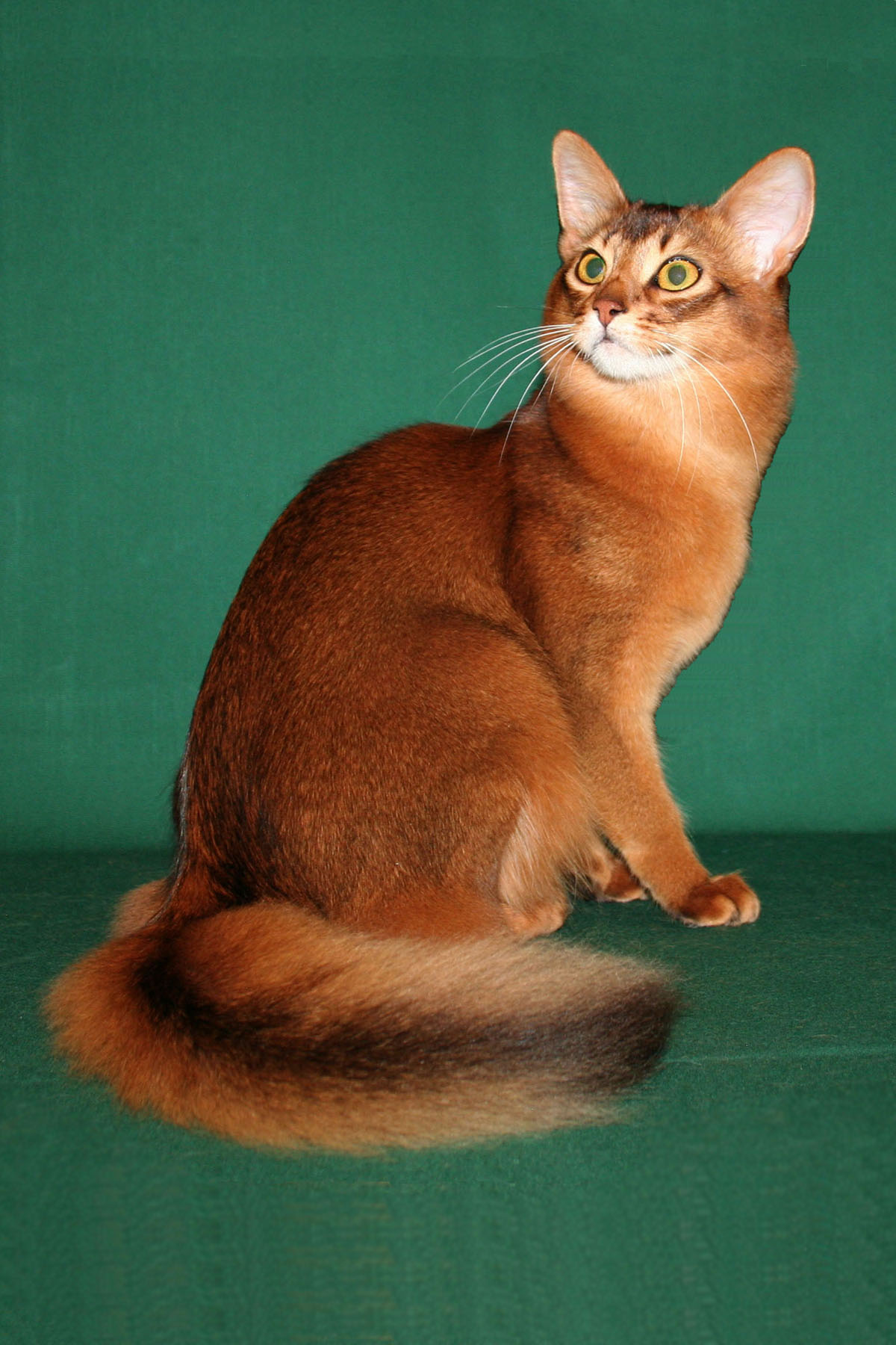 Orange Beautiful Somali Cat Sitting