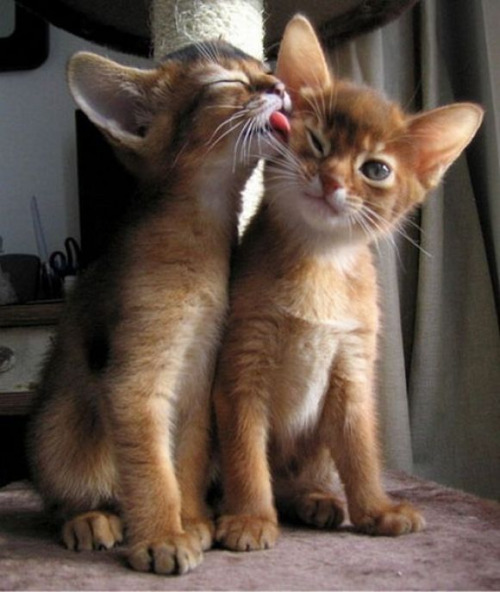 Orange Cute Somali Kittens Kissing