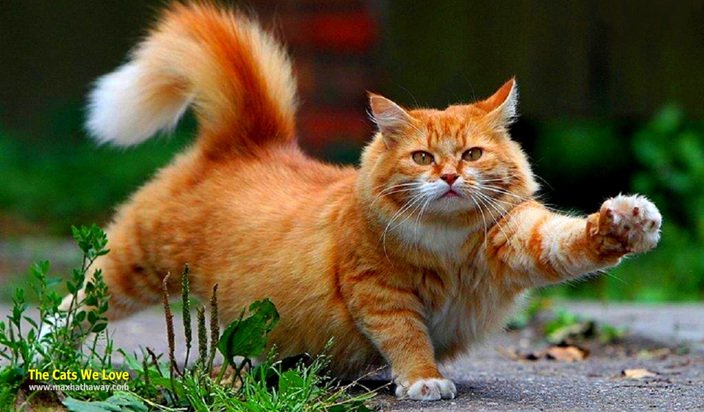 Orange Fat Aegean Cat With One Paw Up