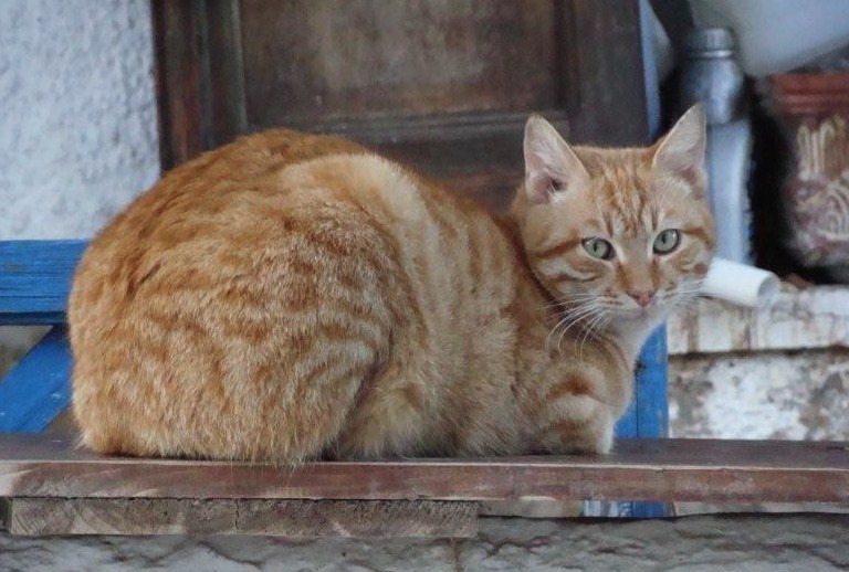 Orange Fluffy Aegean Cat Sitting