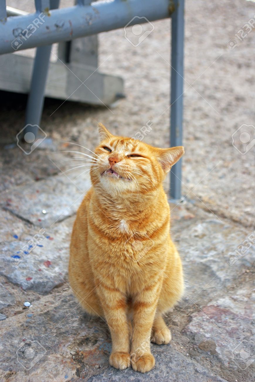 Orange Fluffy Aegean Cat Sitting