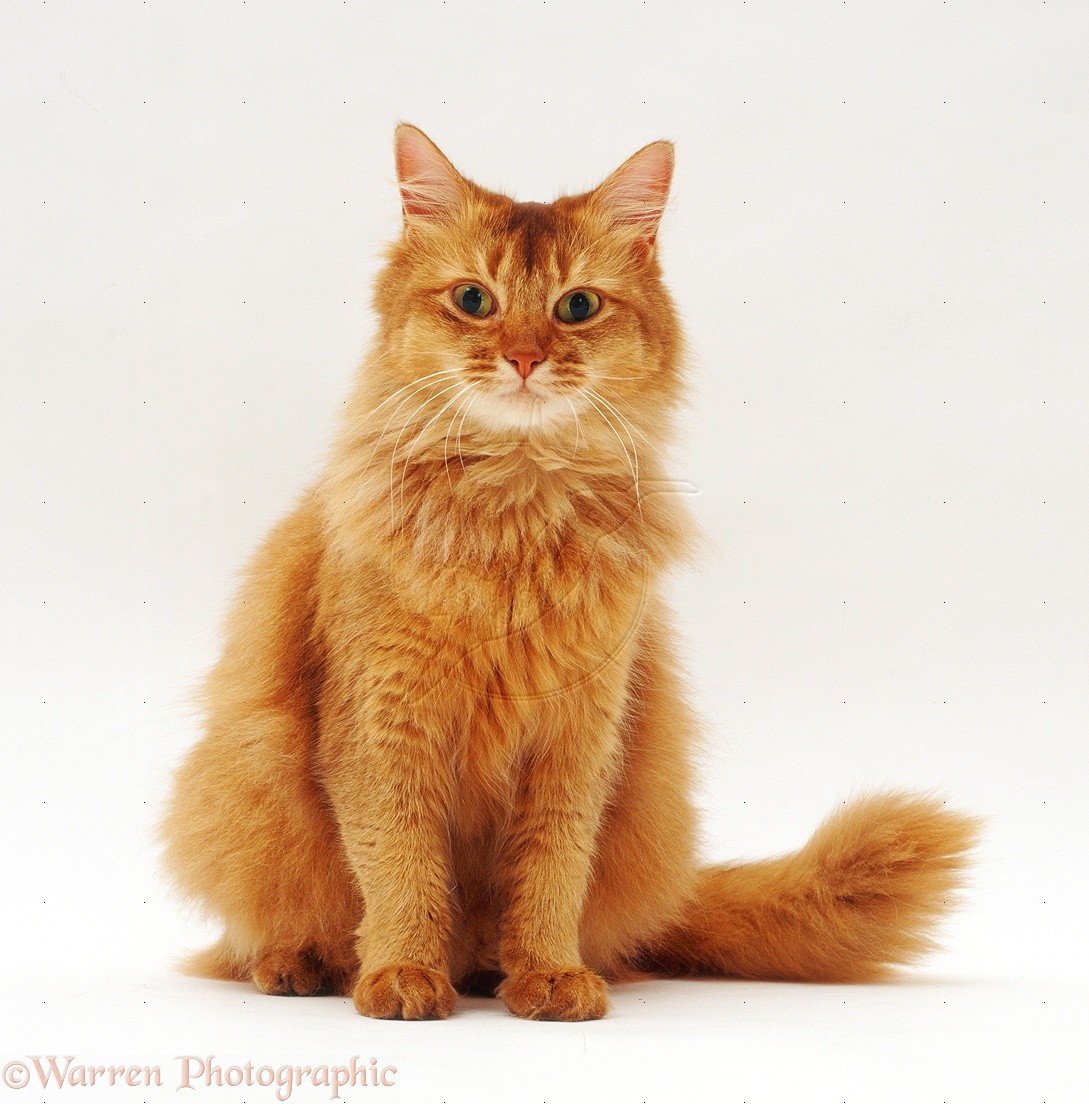 Orange Fluffy Somali Cat Sitting