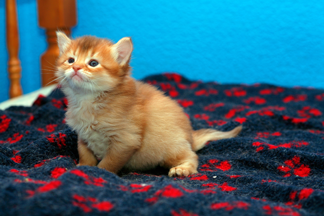 Orange Fluffy Somali Kitten On Bed