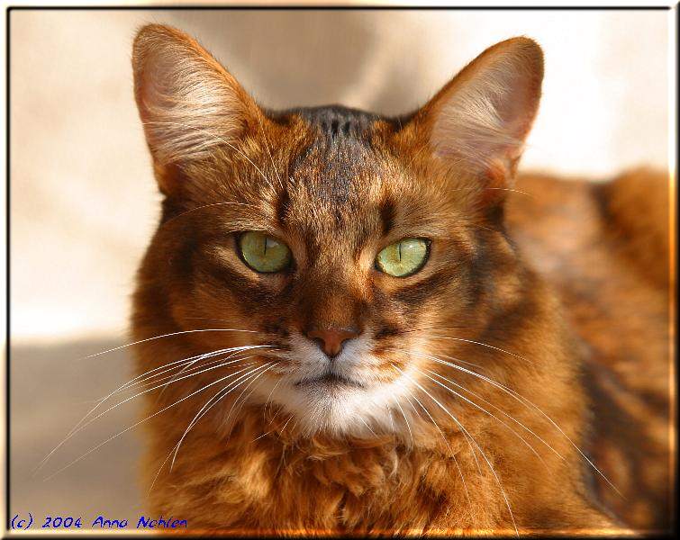 Orange Somali Cat Face Photo