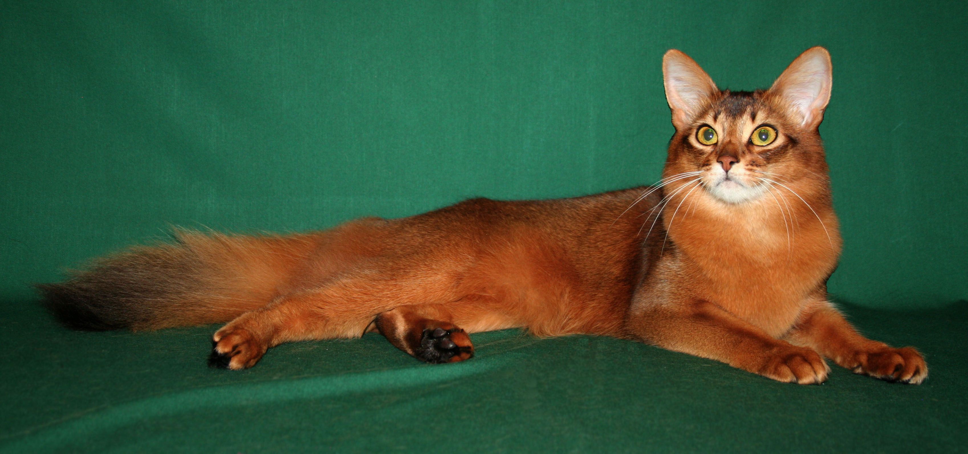 Orange Somali Cat Laying With Head Up