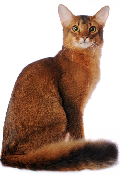 Orange Somali Cat Sitting Image