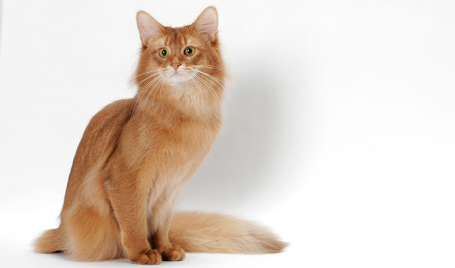 Orange Somali Cat Sitting Picture