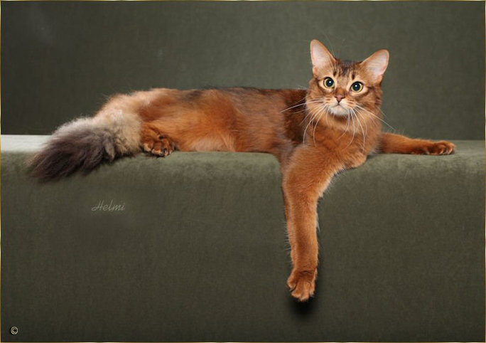 Orange Somali Cat