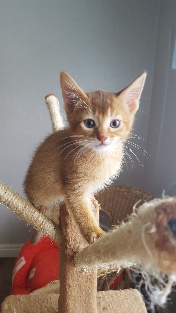 Orange Somali Kitten Photo